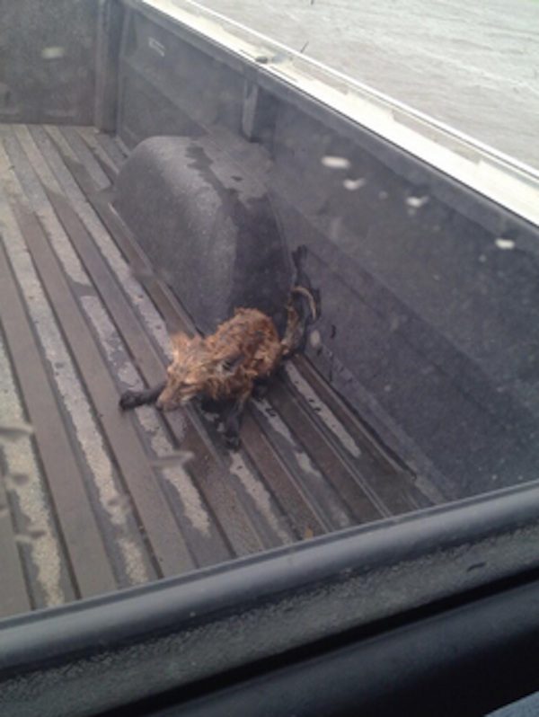 fox rescued from floodwaters