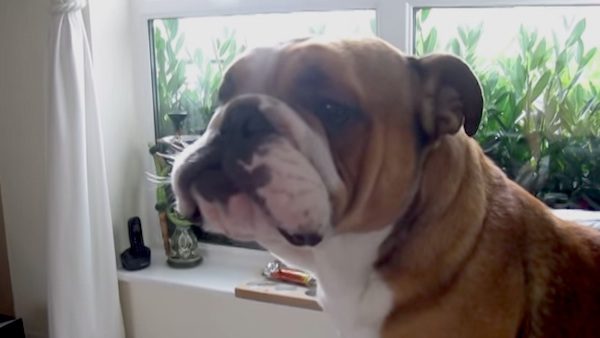 Cute Bulldog Thinks He Is An Elephant After Seeing One On TV