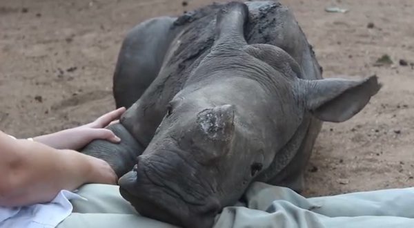 Baby Rhino Refused To Leave His Fallen Mother’s Side, Until These Kind Humans Came Along