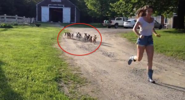 goat stampede