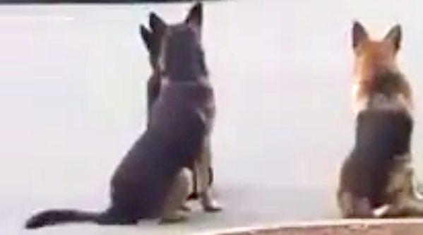 German Shepherds in parking lot