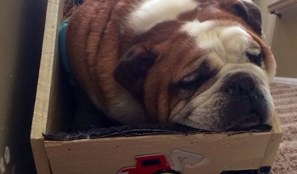 Senior Dog Has Trouble Getting Around, So His Awesome Humans Build Him Custom Chair Lift