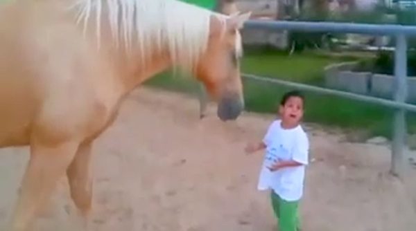 horse greets boy with special needs