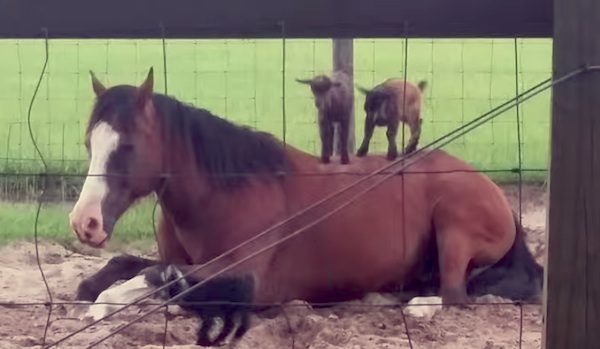 baby goats play on horse