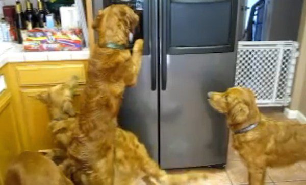 dogs raid fridge
