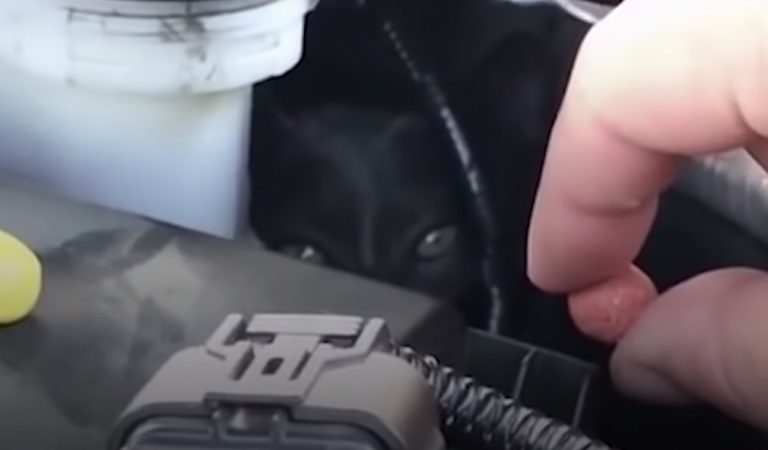 Couple Hear A Tiny Cry For Help From Under Their Car And Find Cat In Serious Trouble