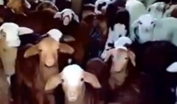 lamb choir
