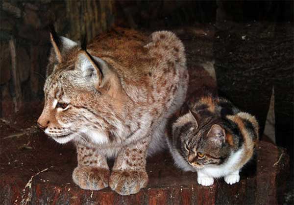 lynx-and-cat-2