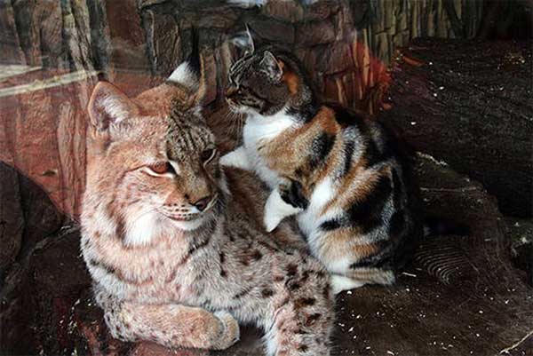 lynx-and-cat-4