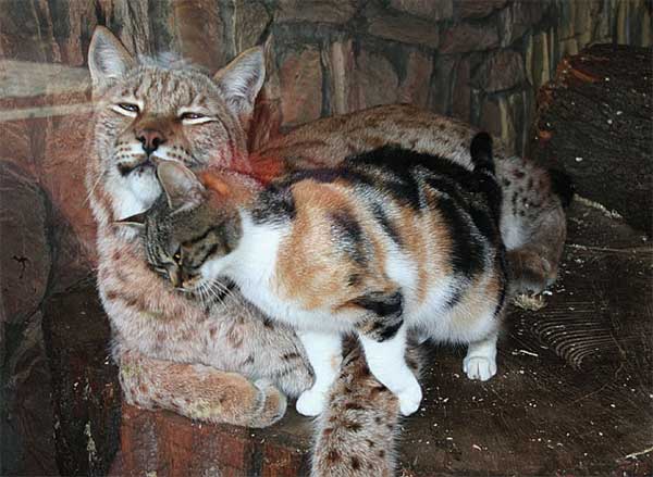 lynx-and-cat-6