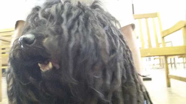 marley-11