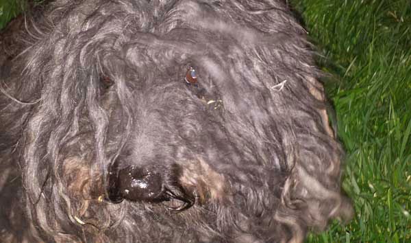 Woman Thought It Was Just A Trash Bag At First, Finds A Dog Inside