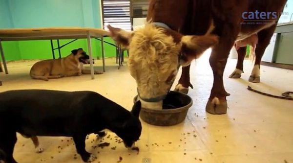 milkshake-1