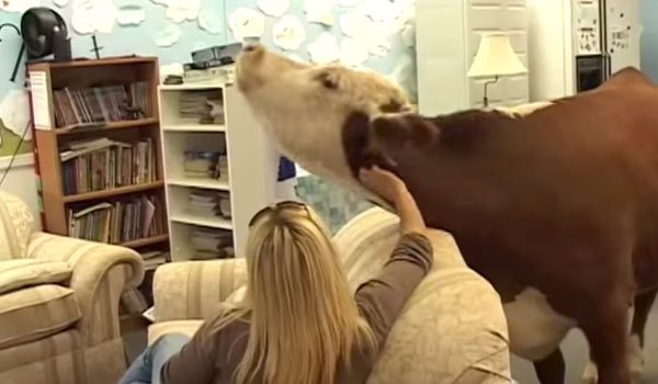 Rescued Cow Is The Only Cow In The World Who Thinks She Is A Dog