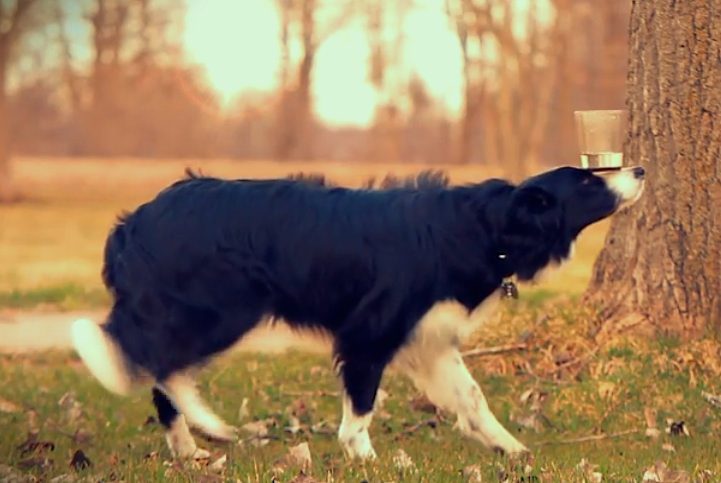Incredibly Smart Dog Can Balance Almost Everything On Her Nose
