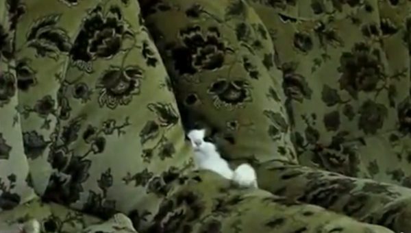 Friends Who Thought Family Was Joking When They Said Their Cat ‘Owns’ The Sofa Learn Otherwise