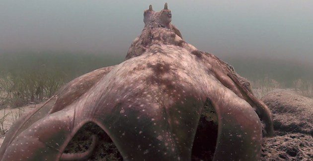 Octopus