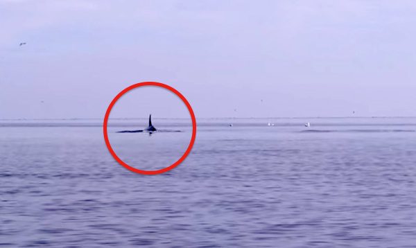 Orcas Breach Right Next To Kayaker