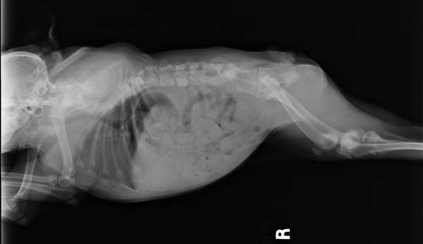 pig-4