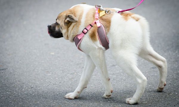 Vets Wanted To Put This Unusual Dog Down, But One Woman Saved Her Instead