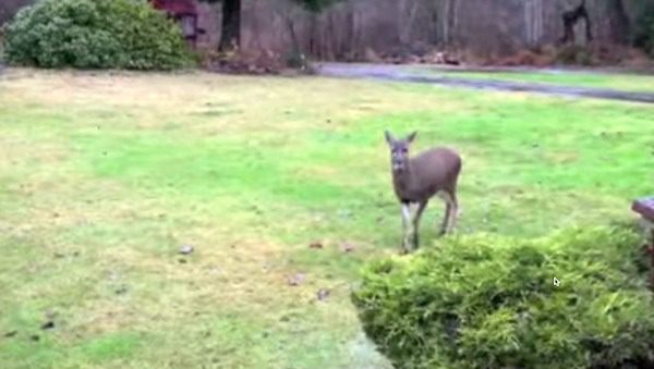 This Family Never Expected This To Happen When An Orphaned Deer Walked Up To Their Home. AMAZING!