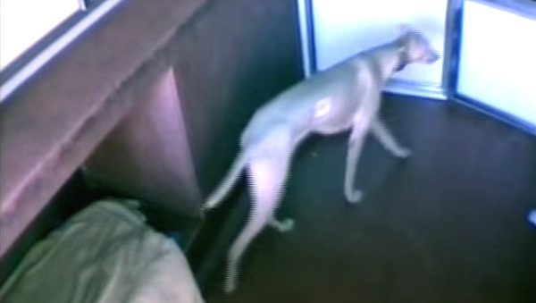 Clever Dog Sneaks His Shelter Buddies Out Of Their Kennels To Party