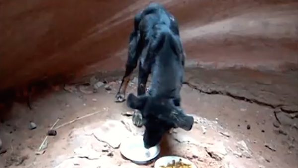 puppy rescued from canyon