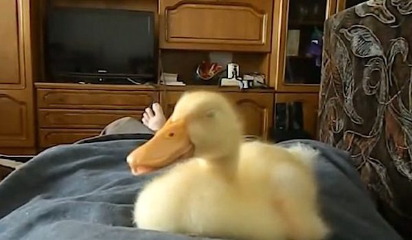 Snoring duckling