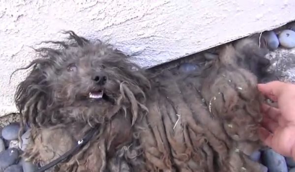 Abandoned Dog’s Broken Spirit Healed By Rescuer’s Touch