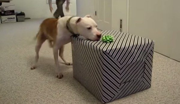 Wallace the Pit Bull gets birthday surprise