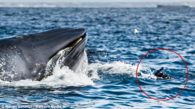 diver nearly swallowed by whale