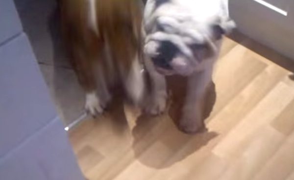 Adorable English Bulldog Loves To Tap Dance