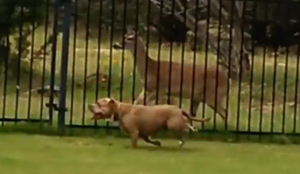 Pit Bull plays with deer
