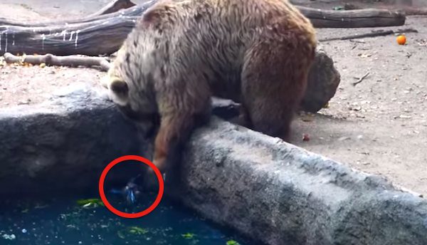bear saves crow