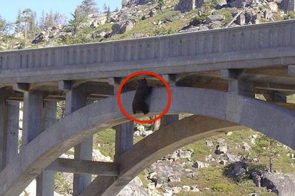 bear under bridge