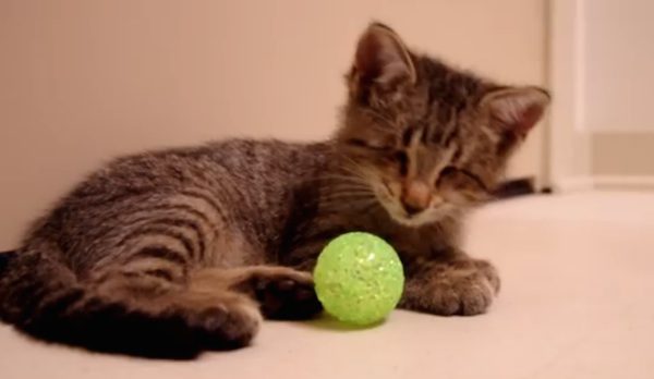 Blind kitten
