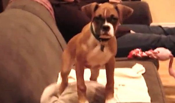 Excited Puppy Shows Dad She Missed Him In The Most Adorable Way