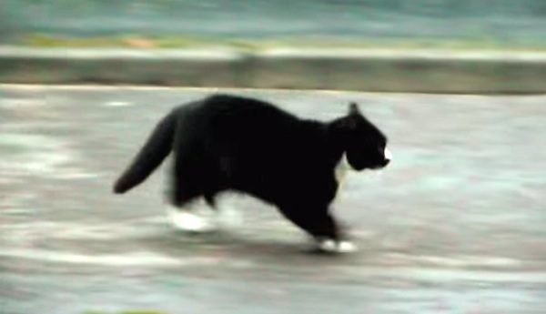 Dog Saves NeighborHood Cat From Fox