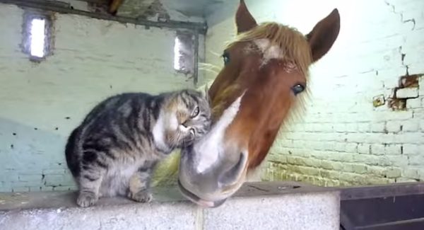 cat nuzzles horse