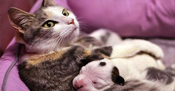 Motherly Cat Helps Save Day-Old Pit Bull Puppy