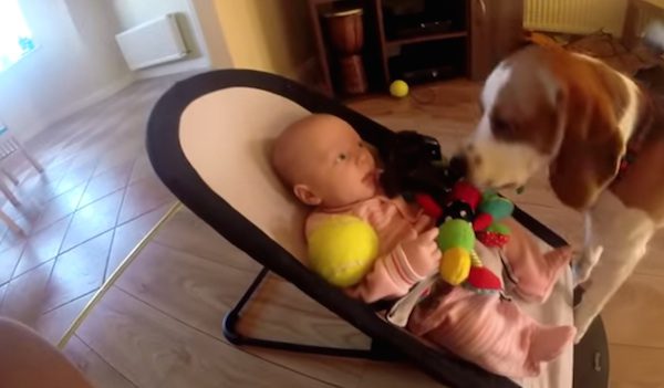 Dog apologizes to baby