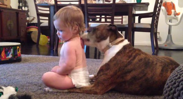 Dog licks baby