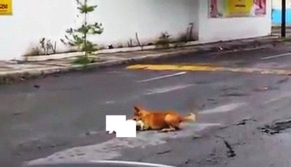 dog on road