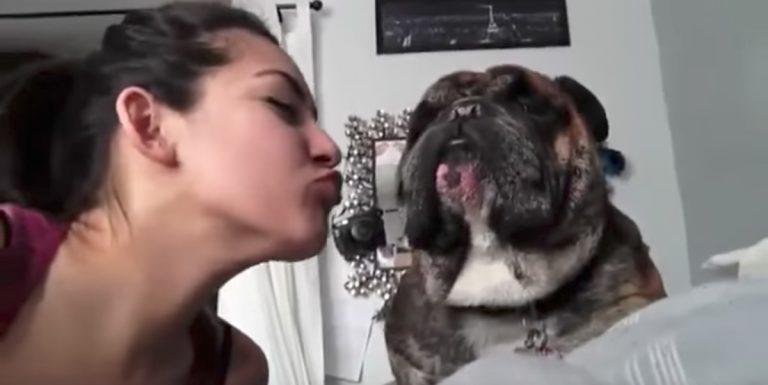 Cats And Dogs Adorably Refusing Kisses From Their Humans