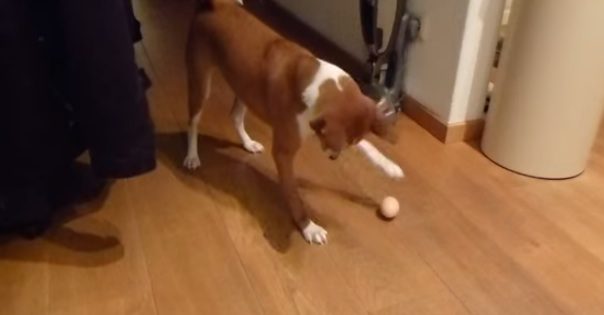 dog plays with egg