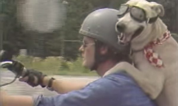 Dog rides motorcycle
