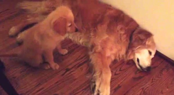 puppy comforts dog having nightmare