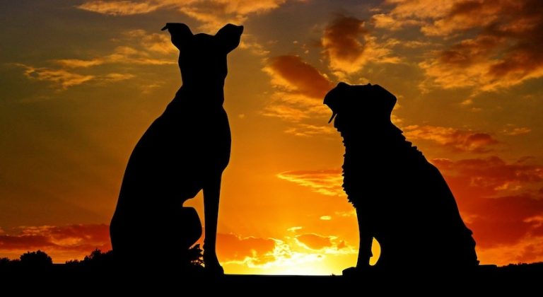dogs and sunset