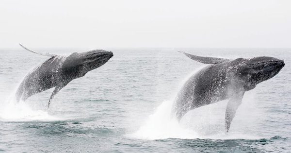 Whale Watchers Catch Breathtaking Double Breach