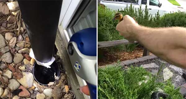 duckling rescued